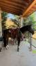 STALLONE QUARTER HORSE 