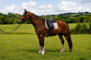 Castrone KWPN Cavallo da Sport Neerlandese In vendita 2014 Baio