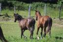 Castrone PRE Andaluso In vendita 2025 Baio