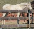 Castrone PRE Andaluso In vendita 2025 Cremello