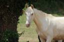 Castrone PRE Andaluso In vendita 2025 Cremello