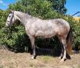 Cavalla Lusitano In vendita 2022 Grigio