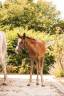 Intero Welsh Part Bred In vendita 2026 Sauro
