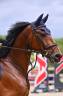 Castrone sBs Cavallo da Sport Belgio In vendita 2020 Baio