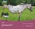 Cavalla Origine Non Constatata In vendita 2013 Appaloosa