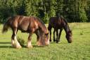 Puledro Gypsy Cob In vendita 2025 Baio scuro ,  Cillbarra Master Of Poppets