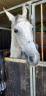 Cavallo grigio