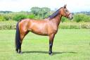 Cavalla Sella Francese In vendita 2021 Baio ,  BALOU STAR