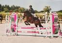 Cavalla New Forest Noleggio 2014 Baio
