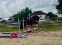 Intero PFS Pony Francese da Sella In vendita 2023 Baio