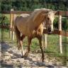 Cavalla Welsh Poney (Sezione D), Welsh Cob  In vendita 2023 Palomino ,  Just a breeze Kiba