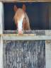 Intero Welsh Poney (Sezione D), Welsh Cob  In vendita 2023 Sauro ,  SYNOD ROYALSHOW