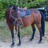Cavalla Altre Razze di Pony In vendita 2020 Baio scuro