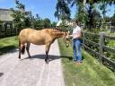 Puledra Welsh Part Bred In vendita 2024 Isabella ,  Gwrthafan Black Admiral
