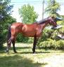 CAVALLA SPORTIVA BELGA DI 6 ANNI