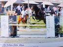 Castrone KWPN Cavallo da Sport Neerlandese In vendita 2015 Baio ,  Caretino Gold