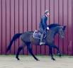 Cavalla BWP Cavallo da Sangue Belgio In vendita 2018 Baio scuro