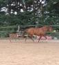 Cavalla PFS Pony Francese da Sella In vendita 2017 Sauro ,  Blue tinka Tilia