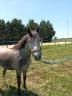 Cavalla Welsh Part Bred In vendita 2022 Grigio ,  Oc&eacute;an du levant