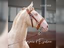 Castrone Lusitano In vendita 2012 Crema ,  SULTAO