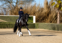 Cavalla Cavallo da Sport Germano In vendita 2014 Nero