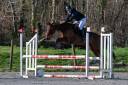 Cavalla Purosangue Inglese In vendita 2016 Baio
