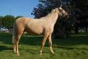 Cavalla PRE Andaluso In vendita 2023 Palomino ,  TREMENDO JL