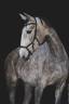 Cavalla Lusitano In vendita 2020 Grigio
