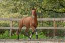 Castrone Lusitano In vendita 2019 Baio