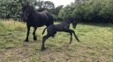Puledra Frisone In vendita 2026 Nero ,  KEES 531