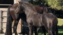 Puledra Frisone In vendita 2026 Nero ,  KEES 531