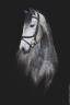 Castrone Lusitano In vendita 2021 Grigio