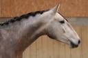 Cavalla Lusitano In vendita 2022 Grigio ,  MAGISTRAL DE LA COMBE