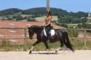 Cavalla PRE Andaluso In vendita 2017 Nero ,  TENORIO DE VERLIN