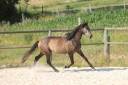 Intero PRE Andaluso In vendita 2023 Grigio ,  GUAPO DE LA COMBE