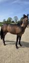 Stallone New Forest In vendita 2021 Isabella ,  SILVERLEA SIMPLY RED