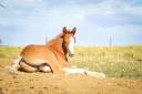 Puledro PFS Pony Francese da Sella In vendita 2026 Sauro ,  Blue tinka Tilia