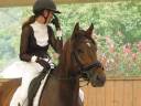Castrone Franche-Montagne In vendita 2018 Baio
