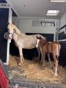Fattrice Welsh Part Bred In vendita 2017 Grigio