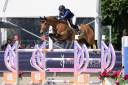 Castrone BWP Cavallo da Sangue Belgio In vendita 2017 Baio ,  UNTOUCHABLE