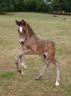 Intero Welsh Poney (Sezione D), Welsh Cob  In vendita 2025 Baio scuro ,  Jon Snow Dragwyddol