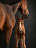 Cavalla sBs Cavallo da Sport Belgio In vendita 2020 Baio ,  Jasco du Bourbecq