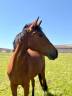 Cavalla sBs Cavallo da Sport Belgio In vendita 2023 Baio ,  My way de villee