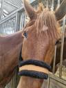 Castrone Trottatore Francese In vendita 2019 Sauro