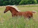 Fattrice Welsh Poney (Sezione B) In vendita 2013 Sauro ,  Beschenhof Darwin