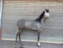 Castrone PRE Andaluso In vendita 2022 Grigio