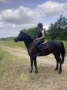 Cavalla PFS Pony Francese da Sella In vendita 2018 Nero ,  &Eacute;tam d&rsquo;Odival