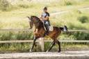 Cavalla KWPN Cavallo da Sport Neerlandese In vendita 2019 Baio scuro