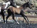 Puledro Paint Horse In vendita 2026 Nero