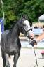 Intero PFS Pony Francese da Sella In vendita 2025 Grigio